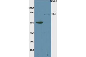 L1 rat liver lysates L2 rat brain lysates probed with Anti Mre11/HNGS1 Polyclonal Antibody, Unconjugated (ABIN747293) at 1:200 overnight at 4 °C. (Mre11 抗体  (AA 451-550))