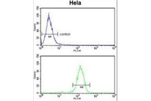 BCL3 Antibody (Center) flow cytometry analysis of Hela cells (bottom histogram) compared to a negative control cell (top histogram). (BCL3 抗体  (Middle Region))
