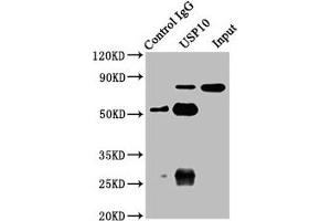 Immunoprecipitating USP10 in A549 whole cell lysate Lane 1: Rabbit control IgG instead of ABIN7174250 in A549 whole cell lysate. (USP1 抗体  (AA 453-592))