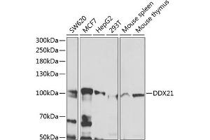 Western blot analysis of extracts of various cell lines, using DDX21 antibody (ABIN6130262, ABIN6139485, ABIN6139487 and ABIN6222815) at 1:1000 dilution. (DDX21 抗体  (AA 624-783))
