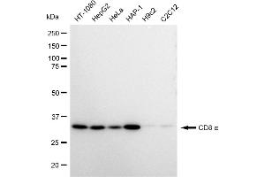 Western blotting analysis using CD8 alpha antibody (ABIN7797987). (Recombinant CD8 alpha 抗体)