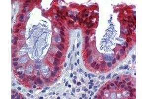 IHC Analysis: Human colon tissue stained with Caspase-7, mAb (10-1-62) at 10 μg/mL.