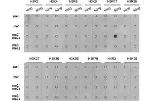 Dot Blot (DB) image for anti-Histone 3 (H3) (H3R17me) antibody (ABIN3023283)