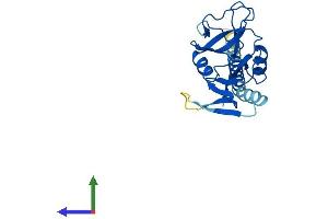 AlphaFold protein structure predicition of Mouse Recombinant Clec6a Protein, UniprotID Q9JKF4 (C-Type Lectin Domain Family 6, Member A (CLEC6A) (AA 1-209) protein (His tag))