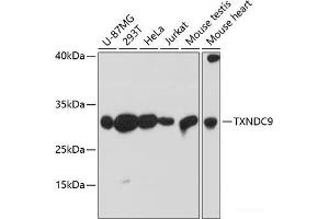 Western blot analysis of extracts of various cell lines using TXNDC9 Polyclonal Antibody at dilution of 1:3000. (TXNDC9 抗体)