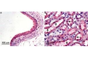 Expression of AQP7 in rat kidney - Immunohistochemical staining of paraffin-embedded rat kidney sections using Anti-Aquaporin 7 Antibody (ABIN7042943, ABIN7045203 and ABIN7045204), (1:100). (Aquaporin 7 抗体  (Intracellular, N-Term))