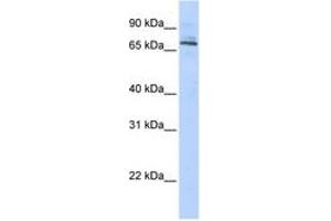 Image no. 1 for anti-Tripartite Motif Containing 6 (TRIM6) (AA 215-264) antibody (ABIN6742507) (TRIM6 抗体  (AA 215-264))