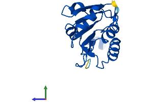 AlphaFold protein structure predicition of Mouse Recombinant Fuom Protein, UniprotID Q8R2K1