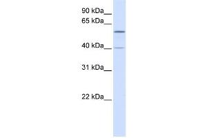 Western Blotting (WB) image for anti-Tripartite Motif Containing 49 (TRIM49) antibody (ABIN2458729) (TRIM49 抗体)