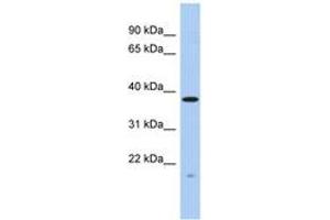 Image no. 1 for anti-RWD Domain Containing 2A (RWDD2A) (AA 35-84) antibody (ABIN6743643) (RWDD2A 抗体  (AA 35-84))