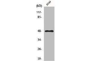 Western Blot analysis of HuvEc cells using GPR83 Polyclonal Antibody (GPR83 抗体  (C-Term))
