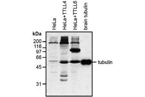 Western blot analysis of protein glutamylation with MAb to polyglutamylation modification (GT335) . (Polyglutamylation 抗体)