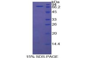 SDS-PAGE analysis of Cow HSPA1A Protein. (HSP70 1A 蛋白)