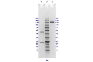 Coomassie stained SDS-PAGE results using Anti-Hemagglutinin (HA) (Mouse) Monoclonal Antibody clone 16E7 separated in a 4-20 % gradient gel. (Hemagglutinin 抗体)