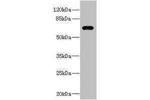 Western blot All lanes: NRBP1 antibody at 1.
