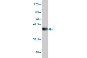 Western Blot detection against Immunogen (37. (CDC42EP2 抗体  (AA 102-210))