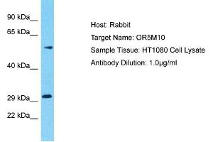 Western Blotting (WB) image for anti-Olfactory Receptor, Family 5, Subfamily M, Member 10 (OR5M10) (C-Term) antibody (ABIN2791776)
