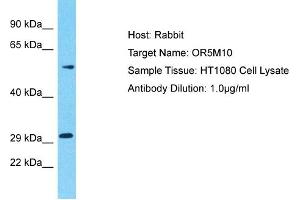 Host: Rabbit Target Name: OR5M10 Sample Type: HT1080 Whole Cell lysates Antibody Dilution: 1. (OR5M10 抗体  (C-Term))