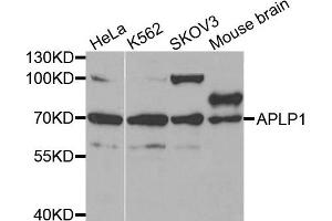 Western blot analysis of extracts of various cell lines, using APLP1 antibody. (APLP1 抗体)