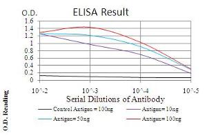 Fig. (Emerin 抗体  (AA 1-222))