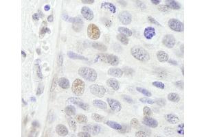 Immunohistochemistry (IHC) image for anti-NLR Family, Pyrin Domain Containing 2 (NLRP2) (AA 704-754) antibody (ABIN7448989)