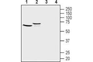 Western blot analysis of mouse (lanes 1 and 3) and rat (lanes 2 and 4) kidney lysates: - 1,2. (FZD1 抗体  (Extracellular, N-Term))