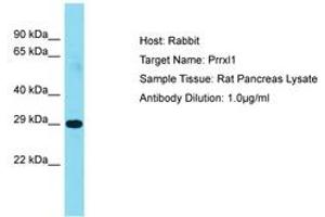 Image no. 1 for anti-Dorsal Root Ganglia Homeobox (DRGX) (AA 101-150) antibody (ABIN6750246) (DRGX 抗体  (AA 101-150))