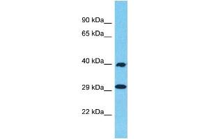 Western Blotting (WB) image for anti-Olfactory Receptor 1N2 (OR1N2) (C-Term) antibody (ABIN2447620) (OR1N2 抗体  (C-Term))