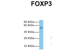 Western Blotting (WB) image for anti-Forkhead Box P3 (FOXP3) (N-Term) antibody (ABIN2777561)