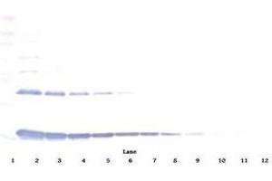 Image no. 5 for anti-Interleukin 1 alpha (IL1A) antibody (ABIN465408) (IL1A 抗体)