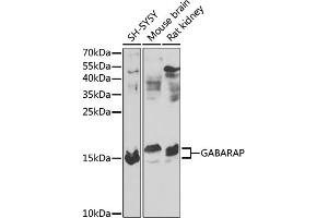 Western blot analysis of extracts of various cell lines, using GABARAP antibody (ABIN6134237, ABIN6140873, ABIN6140876 and ABIN6217999) at 1:1000 dilution. (GABARAP 抗体  (AA 1-100))