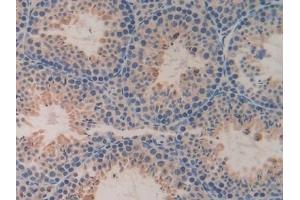 Detection of DDT in Mouse Testis Tissue using Polyclonal Antibody to D-Dopachrome Tautomerase (DDT) (DDT 抗体  (AA 2-118))