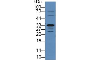 Detection of Arg2 in Rat Small intestine lysate using Polyclonal Antibody to Arginase II (Arg2) (ARG2 抗体  (AA 23-354))