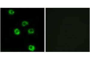 Immunofluorescence analysis of COS7 cells, using LPHN2 Antibody. (LPHN2 抗体  (AA 551-600))