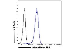 (ABIN185357) Flow cytometric analysis of paraformaldehyde fixed HeLa cells (blue line), permeabilized with 0. (Acetylcholinesterase 抗体  (C-Term))