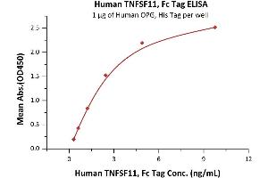 Immobilized Human OPG, His Tag (ABIN2181848,ABIN2181847) at 10 μg/mL (100 μL/well) can bind Human TNFSF11, Fc Tag (ABIN5954905,ABIN6253590) with a linear range of 0. (RANKL Protein (AA 64-245) (Fc Tag))