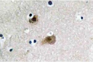 Immunohistochemistry (IHC) analyzes of JAB1 antibody in paraffin-embedded human brain tissue. (COPS5 抗体)
