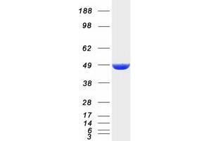 DNAJA2 Protein (Myc-DYKDDDDK Tag)