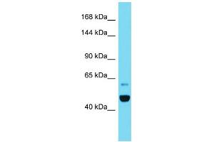 Host: Rabbit  Target Name: Ipo11  Sample Tissue: Rat Pancreas lysates  Antibody Dilution: 1. (Importin 11 抗体  (C-Term))