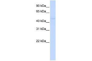 WB Suggested Anti-ZBTB43 Antibody Titration:  0. (ZBTB43 抗体  (N-Term))
