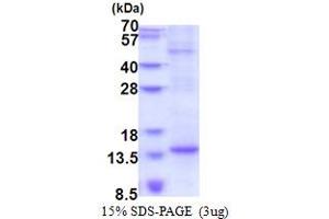 SDS-PAGE (SDS) image for Basic Transcription Factor 3-Like 4 (BTF3L4) (AA 1-78) protein (His tag) (ABIN5853548) (BTF3L4 Protein (AA 1-78) (His tag))
