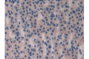 Used in DAB staining on fromalin fixed paraffin- embedded Kidney tissue (FGF15 抗体  (AA 25-218))