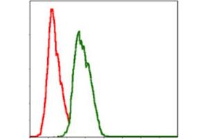 Immunofluorescence analysis of Hela cells using NEDD8 antibody (green). (NEDD8 抗体)