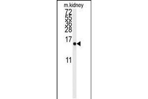 Western blot analysis of anti-LSM1 Antibody in mouse kidney tissue lysates (35ug/lane) (LSM1 抗体  (AA 33-61))