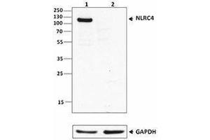 Western Blotting (WB) image for anti-NLR Family, CARD Domain Containing 4 (NLRC4) antibody (ABIN2665296) (NLRC4 抗体)