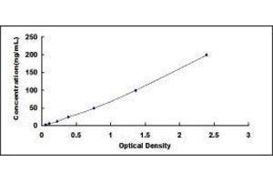 ELISA image for Protein Kinase, CGMP-Dependent, Type II (PRKG2) ELISA Kit (ABIN430219)
