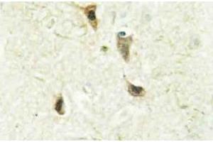 Immunohistochemistry analysis of DEC2 Antibody in paraffin-embedded human brain tissue. (BHLHE41 抗体)