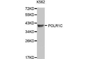 Western blot analysis of extracts of K562 and SW480 cells, using POLR1C antibody. (POLR1C 抗体  (AA 1-200))