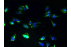 Immunofluorescent analysis of U251 cells using ABIN7146360 at dilution of 1:100 and Alexa Fluor 488-congugated AffiniPure Goat Anti-Rabbit IgG(H+L) (SLC25A25 抗体  (AA 1-189))