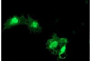 Immunofluorescence (IF) image for anti-Eukaryotic Translation Initiation Factor 5A2 (EIF5A2) antibody (ABIN1497996)